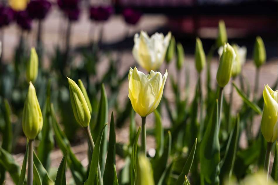 Tulpan 'White Triumphator'